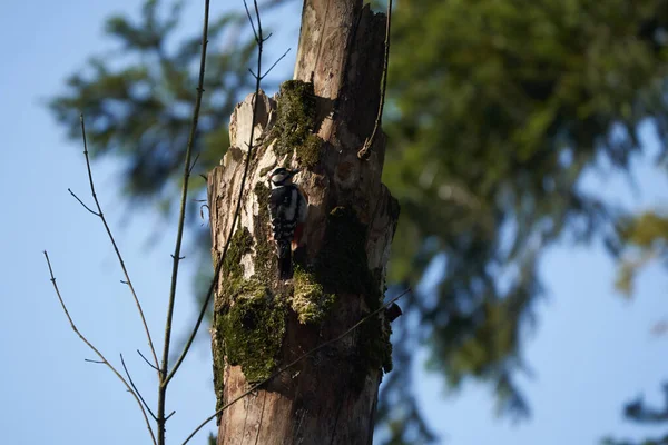 Grote gevlekte specht Dendrocopos grote Zwitserland voorzijde van zijn stamboom geheel — Stockfoto