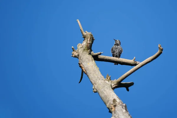 Sturnus vulgaris Europese zangvogel Sturnidae op een boom — Stockfoto