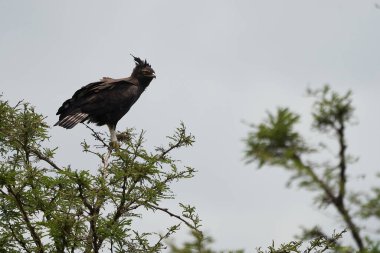  Taç giymiş Afrika kartalı taçlı şahin Stephanoaetus Coronatus Gölü Nakuru Kenya