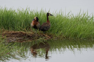Beyaz yüzlü ıslık çalan ördek Dendrocygna viduata Kenya Africa
