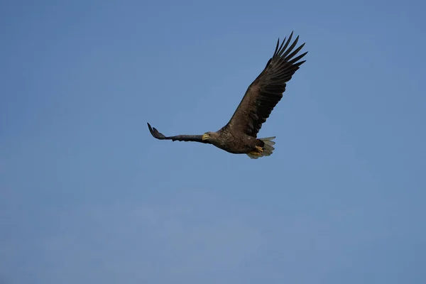Летающие крылья охотничьего озера Раптор — стоковое фото