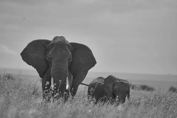Elephant Baby Amboseli - Big Five Safari - Baby African bush elephant Loxodonta africana — стоковое фото