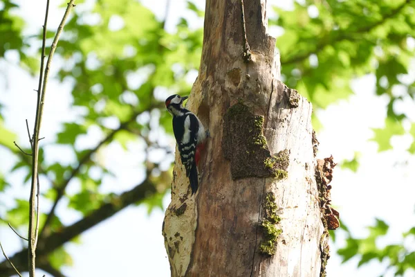 Gran pájaro carpintero manchado Dendrocopos mayor Suiza frente a su árbol de origen entero — Foto de Stock