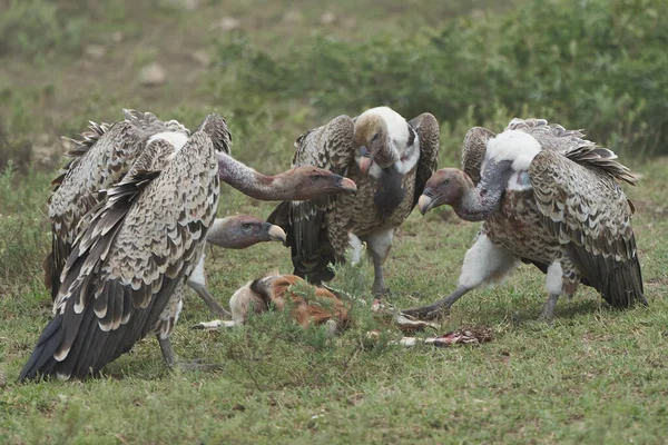 White backed vulture group Gyps africanus eating carrion impala Old World vulture family Accipitridae Stock Picture