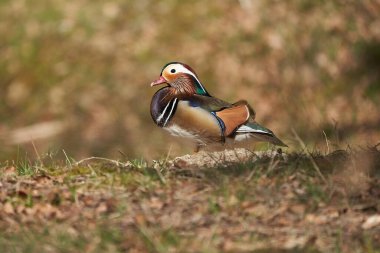 Mandarin ördeği Aix galericulata çift su yansıtma renkleri