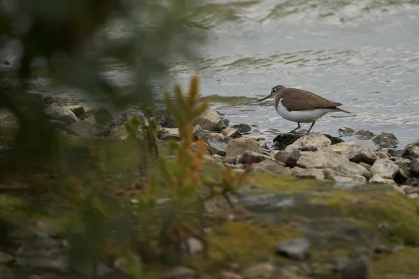 Rode knoop Calidris canutus geplaagde zee op stenen — Stockfoto