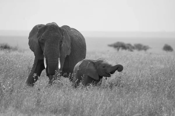 Elefante bebé Amboseli - Big Five Safari -Bebé elefante africano arbusto Loxodonta africana — Foto de Stock