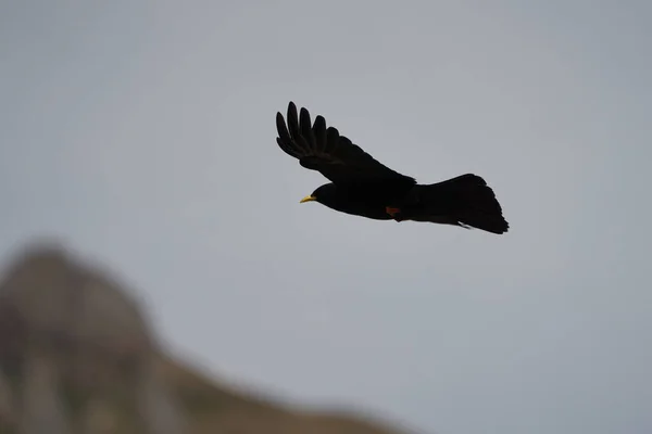알프스 산 딸막 한 노란 부리를 가진 피로스 코 락스 그라 쿠스 까마귀 피로스 코 락스의 산속 비행 — 스톡 사진