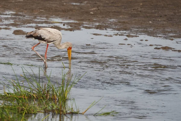 Žlutozlatý čáp Mycteria ibis také nazývaný čáp nebo dřevo ibis arge africký brodící čáp čeledi Ciconiidae Portrét — Stock fotografie