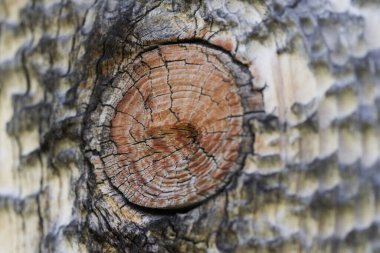 Yüksek çözünürlüklü ahşap dokular, gri kahverengi siyah beyaz çizgiler.