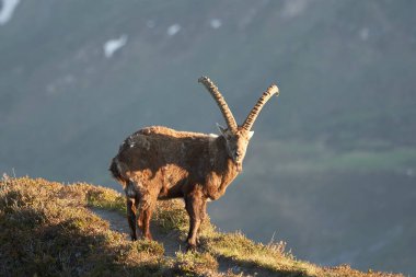Oğlak Alp Albex Capra dağ keçisi İsviçre Alpleri