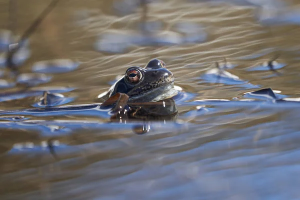 Su kurbağası Pelophylax ve Bufo Bufo dağ gölünde gözlerinde güzel bir yansımayla bahar çiftleşmesi — Stok fotoğraf