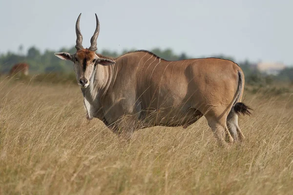 Gemensamt land Taurotragus oryx även känd som södra landet eller eland antilop i savann och slätter östra Afrika — Stockfoto