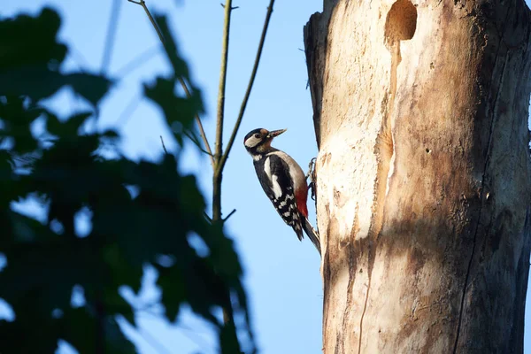 Grote gevlekte specht Dendrocopos grote Zwitserland voorzijde van zijn stamboom geheel — Stockfoto