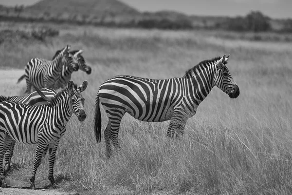 Plains zebra Equus quagga- Big Five Safari Zwart-wit gestripte Kilimanjaro — Stockfoto