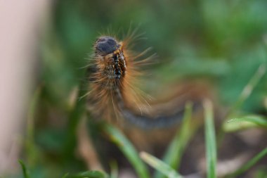 Malacosoma castrensis castrensis zemin uşağı Lasiocampidae Macro Portre