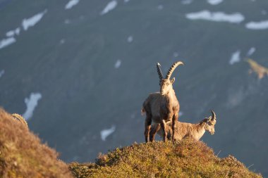 Oğlak Alp Albex Capra dağ keçisi İsviçre Alpleri