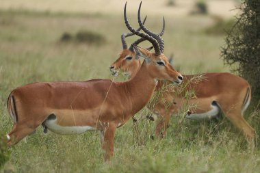 Impala Grubu İmpalas Antilop Afrika 'nın Portresi Safari