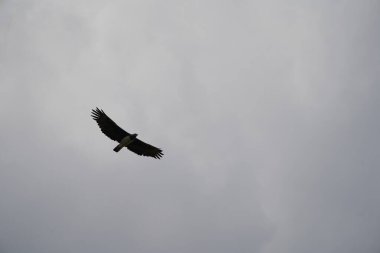 Dövüş Kartalı Polemaetus bellicosus büyük alt-Sahra Afrika türleri botlu kartal alt familyası Aquillinae