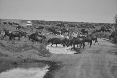 Büyük Göç Serengeti Gnu Antilobu Zebra Connochaetes taurinus