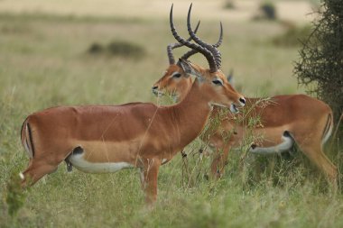 Impala Grubu İmpalas Antilop Afrika 'nın Portresi Safari