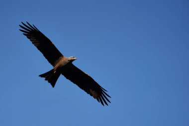 Siyah Uçurtma Portresi Milvus Milvus Ngorongoro Krateri 