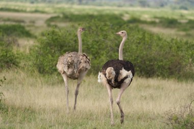 Afrika devekuşu deve kuşu Kenya Savana Çifti