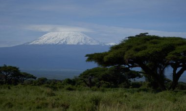  Amboseli - Büyük Beş Safari - Kilimanjaro Afrika çalı fili Loxodonta africana