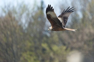 Kırmızı Uçurtma Portresi Milvus Milvus Temiz Göz