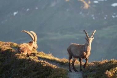 Oğlak Alp Albex Capra dağ keçisi İsviçre Alpleri