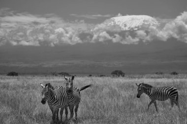  Zebra Equus quagga- Büyük Beş Safari Siyah ve Beyaz Soyulmuş Kilimanjaro
