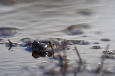 Su kurbağası Pelophylax ve Bufo Bufo dağ gölünde gözlerinde güzel bir yansımayla bahar çiftleşmesi