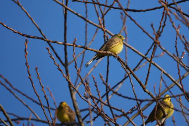 Sarı Çekiç Grubu Emberiza Citrinella 'dan geçiyor. 