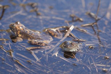 Su kurbağası Pelophylax ve Bufo Bufo dağ gölünde gözlerinde güzel bir yansımayla bahar çiftleşmesi