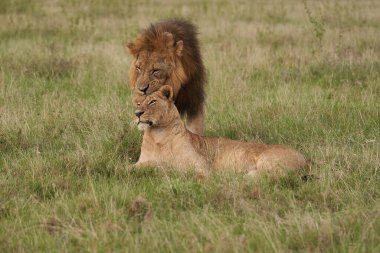 Aslan ve Dişi aslan Kenya Safari Çiftleşmesi