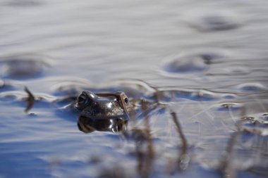 Su kurbağası Pelophylax ve Bufo Bufo dağ gölünde gözlerinde güzel bir yansımayla bahar çiftleşmesi