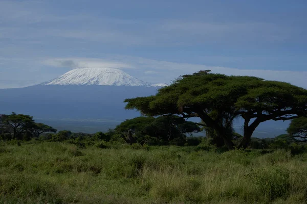 Amboseli - Big Five Safari-Kilimanjaro elefante arbusto Africano Loxodonta africana — Fotografia de Stock