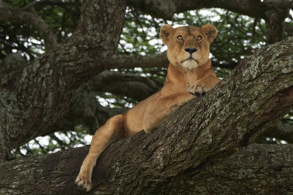 Lioness árvore escalada Serengeti - Lion Safari Retrato — Fotografia de Stock