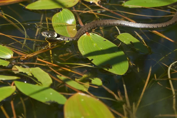 Gras Serpente no Lago Natrix Natrix Retrato — Fotografia de Stock