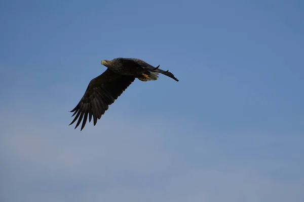 Aquila coda bianca cattura anguilla Raptor Lake Hunting Flying — Foto Stock