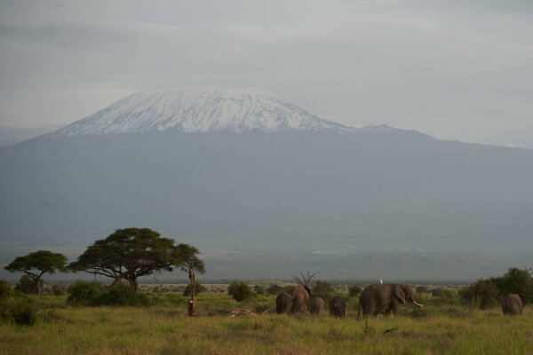 Kilimanjaro Elephant Amboseli - Big Five Safari -Savanna African bush elephant Loxodonta africana