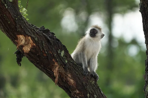 Vervet majom Chlorocebus pygerythrus Old World majom a család Cercopithecidae Afrika Portré — Stock Fotó