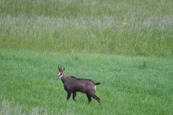 Chamois Rupicapra rupicapra chèvre antilope Suisse Jura Argovie — Photo