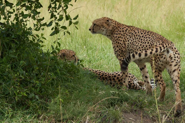 Çita Kardeşler Afrika Safari Masai Mara Portresi — Stok fotoğraf