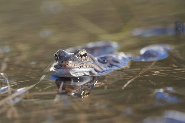 目の美しい反射と山の湖で水カエルPelophylaxとBufoのBufo春の出会い — ストック写真