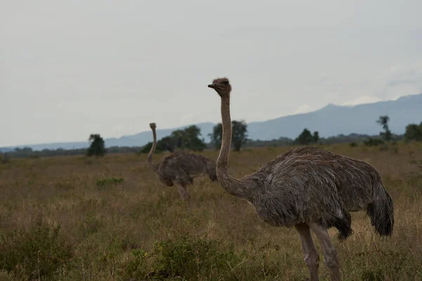 Avestruz comum Struthio camelus África Quénia savana — Fotografia de Stock