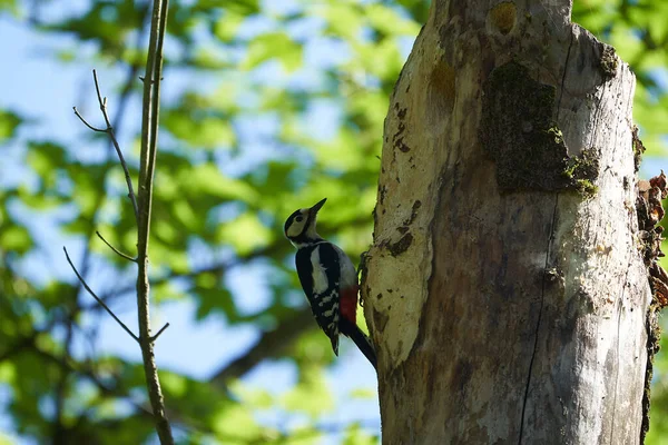 Gran pájaro carpintero manchado Dendrocopos mayor Suiza frente a su árbol de origen entero —  Fotos de Stock