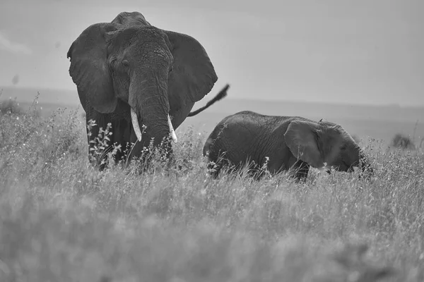 Elefante bebé Amboseli - Big Five Safari -Bebé elefante africano arbusto Loxodonta africana — Foto de Stock