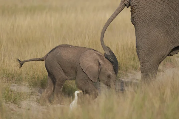 Olifant Baby Amboseli - Big Five Safari -Baby Afrikaanse bush olifant Loxodonta africana — Stockfoto