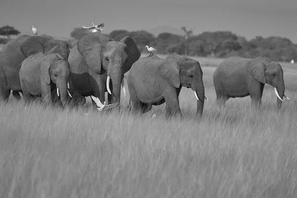 Elephant Group Amboseli - Big Five Safari -Herons Afrikaanse bosolifant Loxodonta africana — Stockfoto